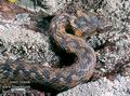 Natrix maura DE: Vipernatter UK: Viperine Snake ES: Culebra viperina IT: biscia viperina CZ: u�ovka maursk� FR: Couleuvre vip�rine PL: Zaskroniec �mijopodobny